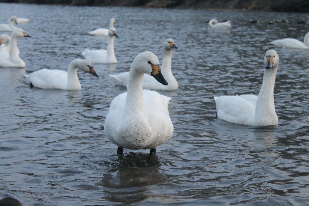 川島町白鳥飛来地へ行って来ました 門脇不動産鑑定 株式会社